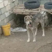 باسلام‌خسته‌نباشید