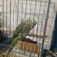 فروش شاه طوطی