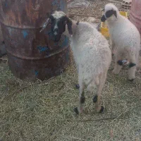 میش با بره ماده