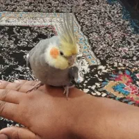 عروس هلندی دستی سالم سخنگو نر|پرنده|اهواز, معین زاده|دیوار