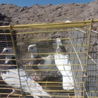 کبوتر طوقی|پرنده|اردکان, |دیوار