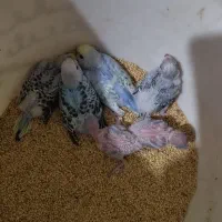 مرغ عشق رنگ خاص