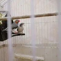 فنچ|پرنده|ری, منصوریه منگل|دیوار