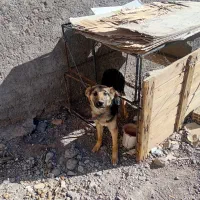 سگ ژرمن میکس