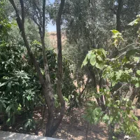 فروش زمین باغی ۱۰۰۰ متری در داریون سرنبش|فروش زمین و ملک کلنگی|شیراز, داریون|دیوار