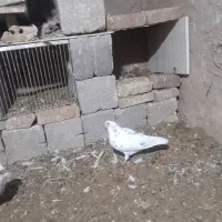 کبوتر|پرنده|پلدشت, |دیوار