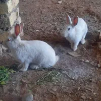 خرگوش فروشی