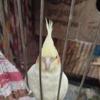 عروس هلندی لوتینو نر و ماده مولد