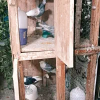 فروش قفس دو طبقه معاوضه با انواع پرندگان