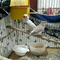 فنچ نرو ماده دو بار جوجه داده .معاوضه با کفتر|پرنده|قرچک, میرزائی شمالی|دیوار