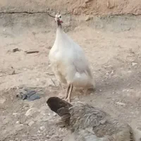 مرغ شاخدار سالم