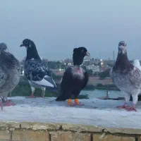 زاغ طوق سفید