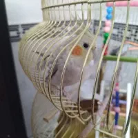 معاوضه عروس هلندی با سهره|پرنده|کرمانشاه, |دیوار