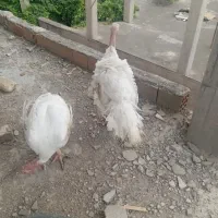 بوقلمون