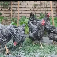 جوجه پلیموت راک آمریکایی(آمروک)