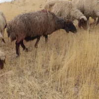 سه عدد گوسفند سالم بدونه عیب وایراد