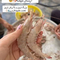 فروش ماهی و میگو تازه جنوب|خوردنی و آشامیدنی|بوشهر, |دیوار