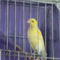 قناری لیمویی|پرنده|قرچک, میرزائی شمالی|دیوار