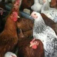 فروش نیمچه مرغ وخروس ۲ماهه و۳ماهه و۴ماهه گلپایگانی