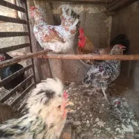 مرغ وخروس کوشامو.جنگلی.کوشین.محلی درجه یک وهفت رنگ|حیوانات مزرعه|تهران, افسریه جنوبی|دیوار