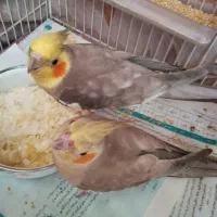 یک جفت عروس مولد ماده حلقه به پا آهویی هردواهلی