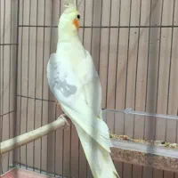 عروس هلندی لوتینو ۲کت ۱۴ماهه نر