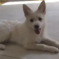 سگ پامرآشپزی