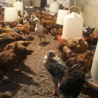 فروش جوجه گلپایگان یک ماه در فروشگاه اردک فارم