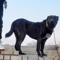 سگ افغان خوشتیپ به شرط همه چی|سگ|مشهد, همت آباد|دیوار