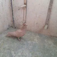 نرماده زرد گلی