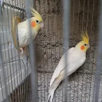 جفت عروس|پرنده|بندرعباس, |دیوار