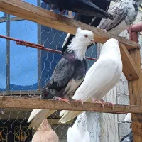 فروش حدود ۲۰ تا کفتر پرشی آس