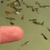 گوپی خراک و مولد و پیش مولد