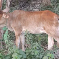 گوساله ماده