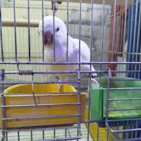 راهب