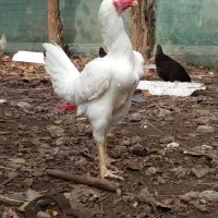 خروس لاری افغانی|حیوانات مزرعه|چابهار, |دیوار