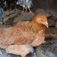 مرغ