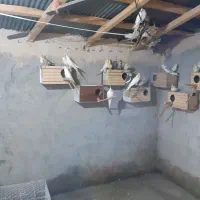 عروس هلندی|پرنده|قائم‌شهر, |دیوار