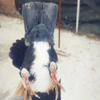 نقره ای پلنگ و سیاه پلنگ|پرنده|کرمان, |دیوار