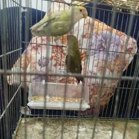 طوطی برزیلی