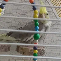 عروس هلندی|پرنده|قم, چهار مردان|دیوار