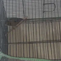 ۶ قناری سینه دارچین|پرنده|کرمان, |دیوار