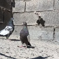 کفتر شهری و...|پرنده|ارژن, |دیوار