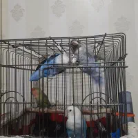 طوطی برزیلی ۲جفت
