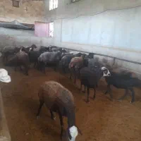 میش قرمز افشار و فشند|حیوانات مزرعه|محمدیه-قزوین, |دیوار