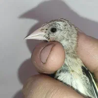 جوجه سهره|پرنده|کوهدشت, |دیوار