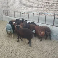 بره نر و ماده و میش