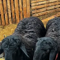 بره قوچ هترو همو