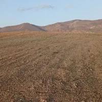 اجاره-زمین-کشاورزی-دیم