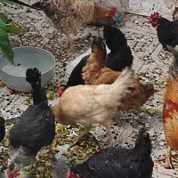 مرغ.وخروس عربی اصل تعدد موجود تخم گذارن